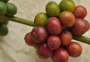Coffee Fruit from a Coffee Bean Tree
