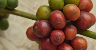 Coffee Fruit from a Coffee Bean Tree