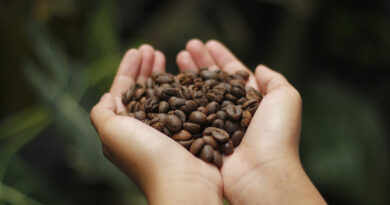 Coffee Bean Tree - How to Make Your Daily Cup Ethical and Eco-Friendly