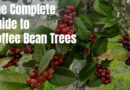 the complete guide to coffee bean trees - coffeebeantree.com