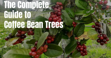 the complete guide to coffee bean trees - coffeebeantree.com