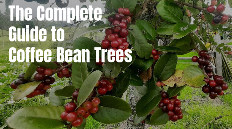 Coffee Bean Trees - A Complete Guide - Coffee Bean Tree